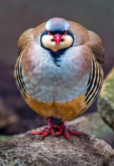 Nature Created a Bird That Appears to Defy Gravity — Here’s the Science Behind It